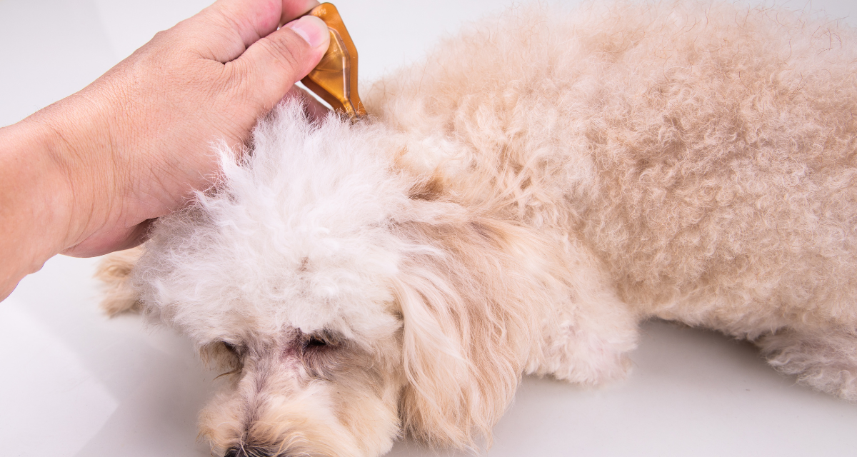Łupież u psa – jak rozpoznać i leczyć chorobę skóry Twojego pupila?