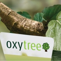 OXYTREE - plantacja - jak j膮 za艂o偶y膰?