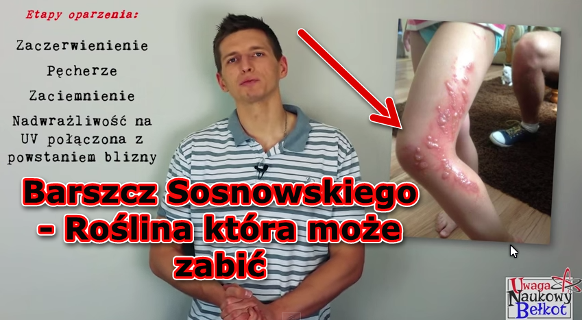 Barszcz Sosnowskiego – Roślina która potrafi zabijać!!!!