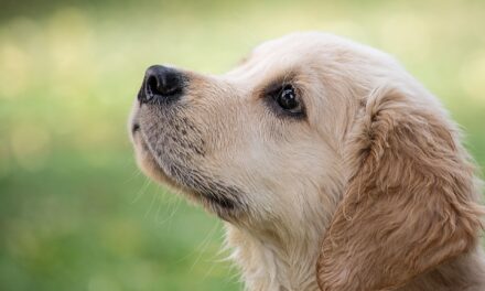 Przysmaki dla psa – zadbaj o zdrowie swojego pupila