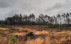 Czym jest nowoczesny survival?